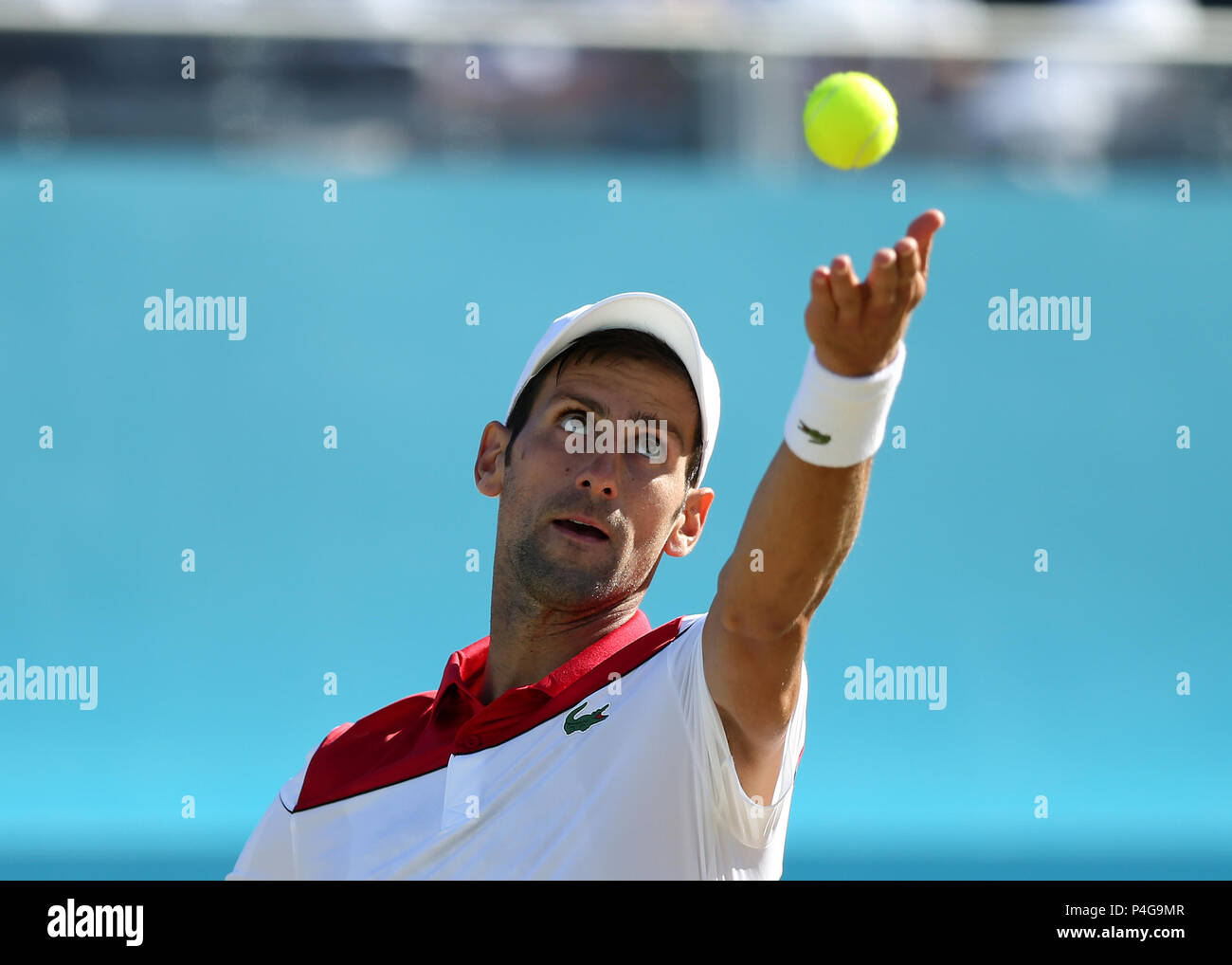 Queens Club, London, UK. 22 Juin, 2018. L'arbre de la fièvre ; Championnats de Tennis Novak Djokovic (SRB) : Action Crédit sert Plus Sport/Alamy Live News Banque D'Images