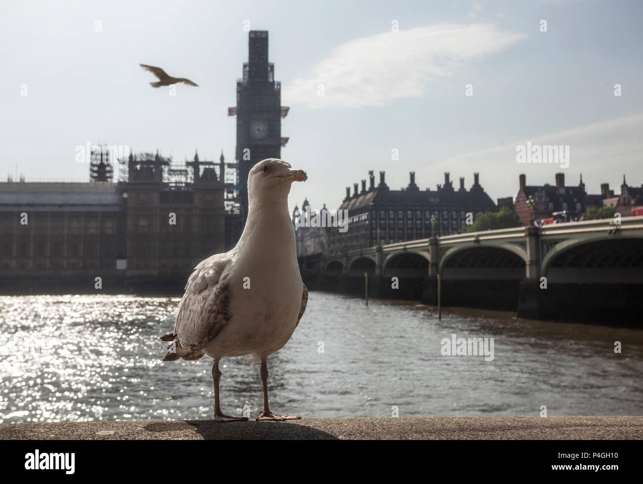 Mouette à Londres avec une vue sur le pont de Westminster, Westminster Palace et du Parlement. Banque D'Images