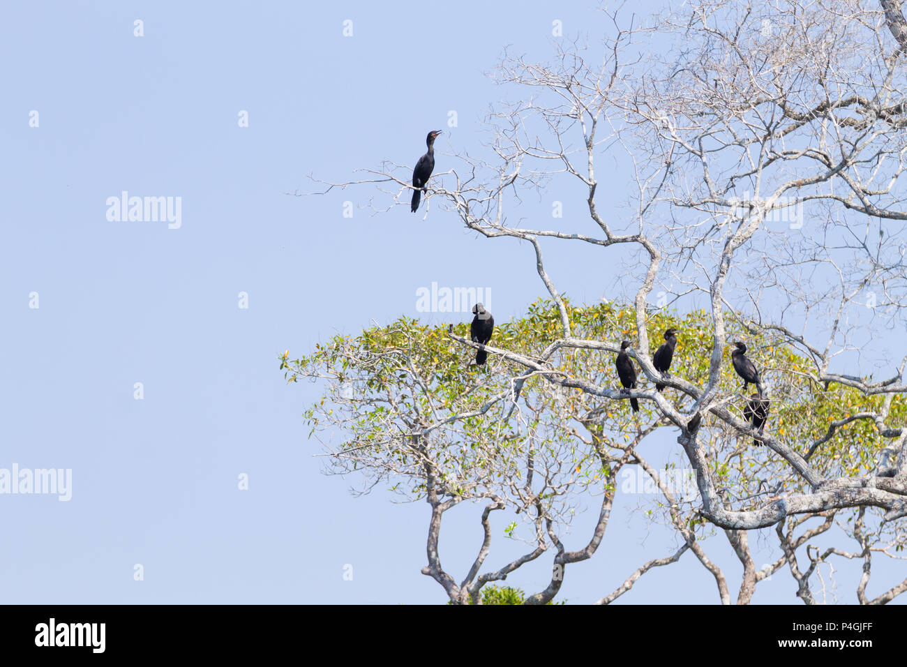 Cormoran sur la nature du Pantanal, Brésil. La faune du Brésil Banque D'Images