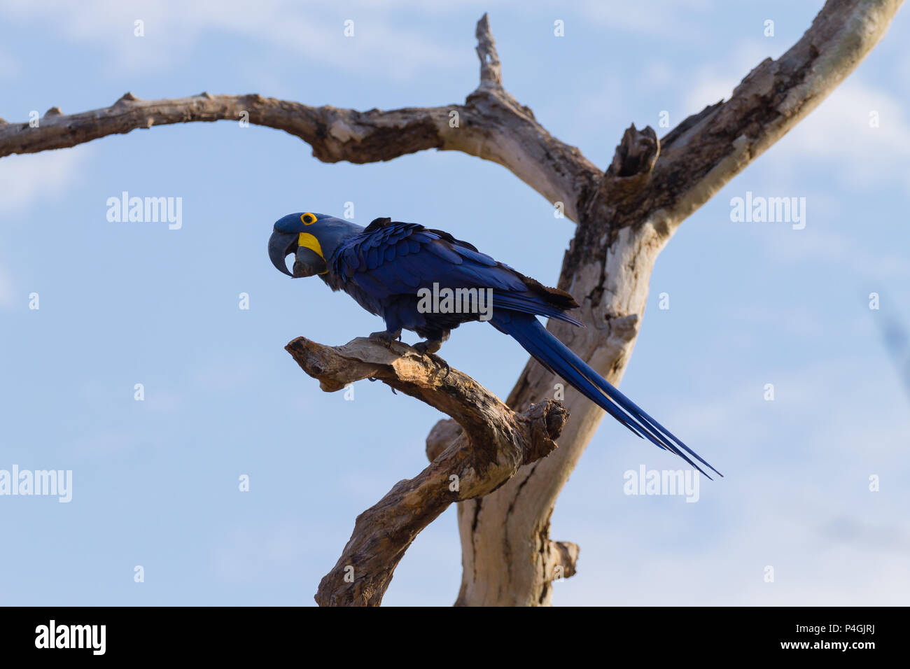 Ara hyacinthe close up de Pantanal, Brésil. La faune du Brésil. Plus grand perroquet dans le monde. Anodorhynchus hyacinthinus Banque D'Images