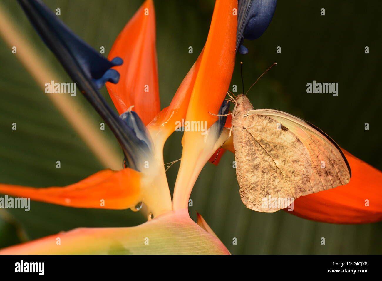 Grande pointe Orange papillon sur un oiseau de paradis bloom Banque D'Images