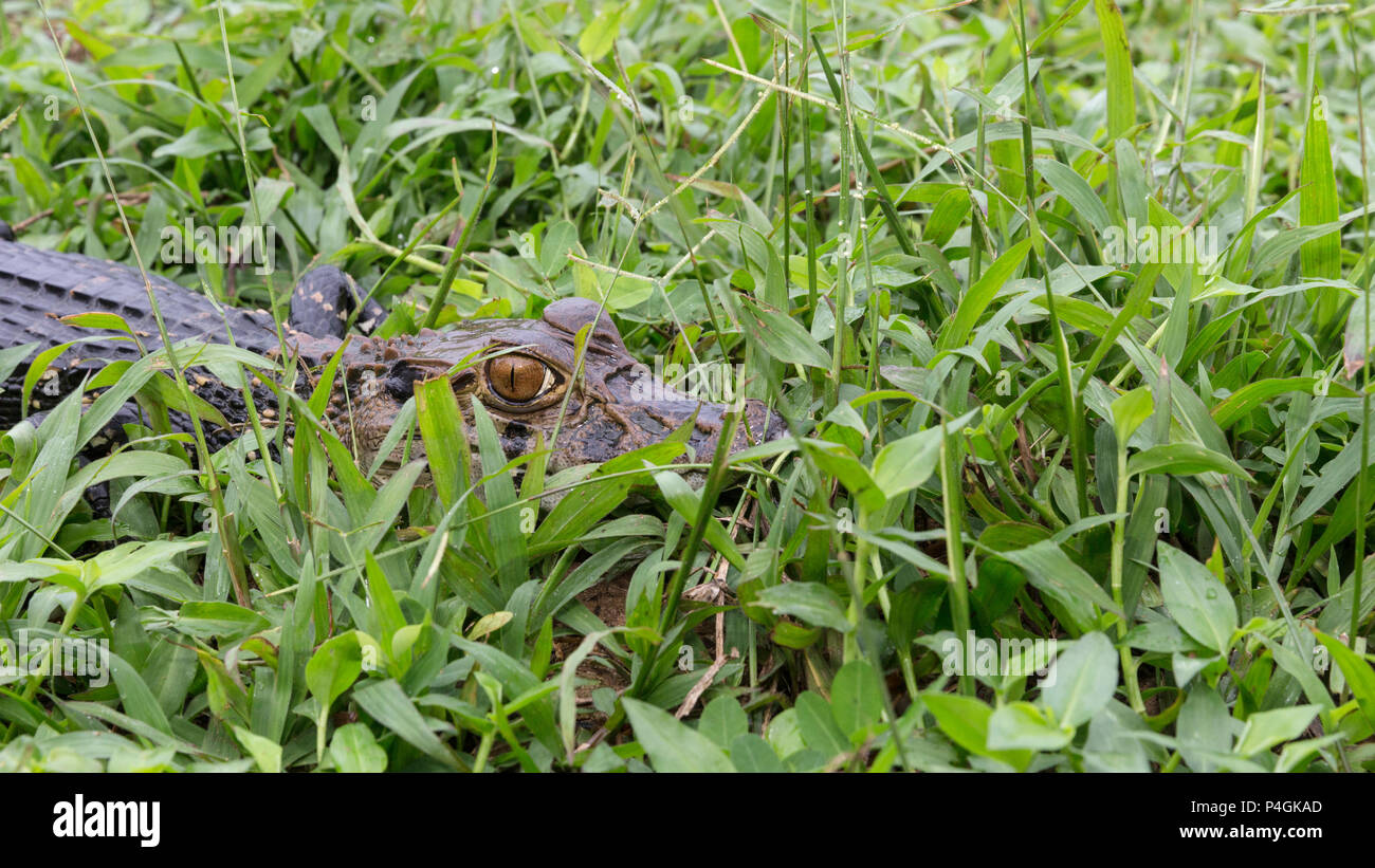 Un jeune caïman noir en captivité, Caiman niger, village de San Francisco, Loreto, Pérou Banque D'Images