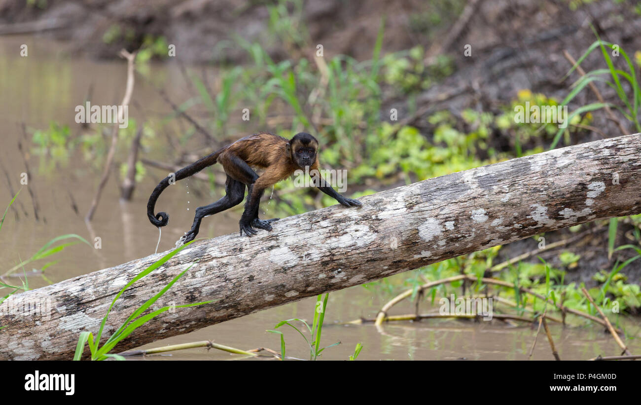 Le Capucin, Sapajus adultes, en traversant l'eau apella à San Miguel CaÃ±o, Loreto, Pérou Banque D'Images