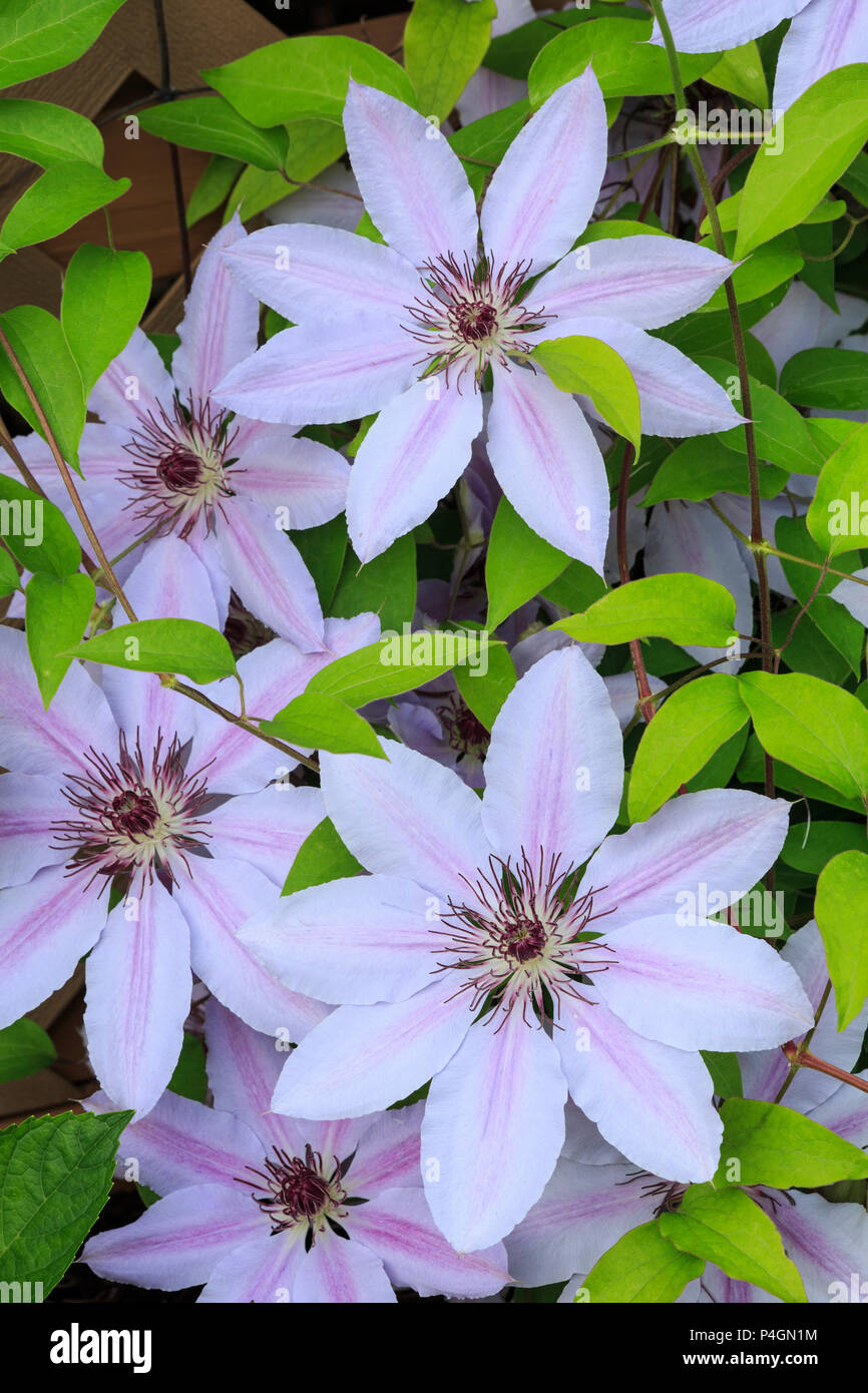 Clematis fleurs Banque D'Images
