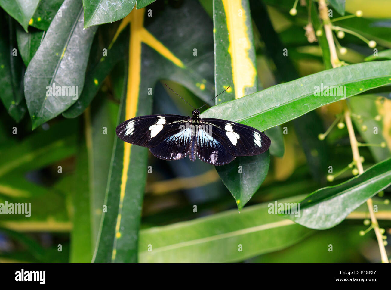 Sara longwing (Heliconius sara) papillon sur le feuillage. Banque D'Images