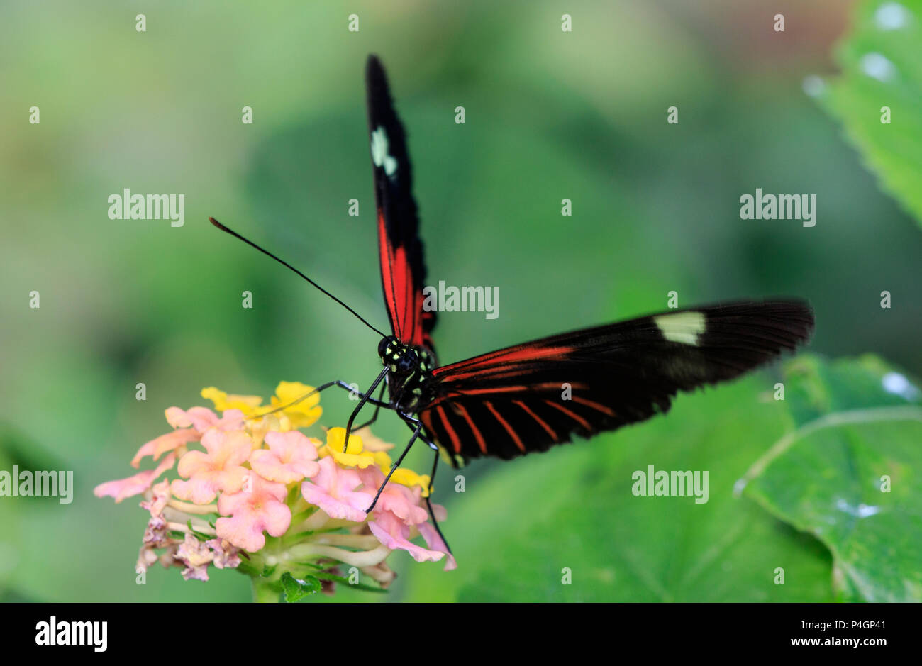 Papillon rouge postman (Heliconius erato) Banque D'Images