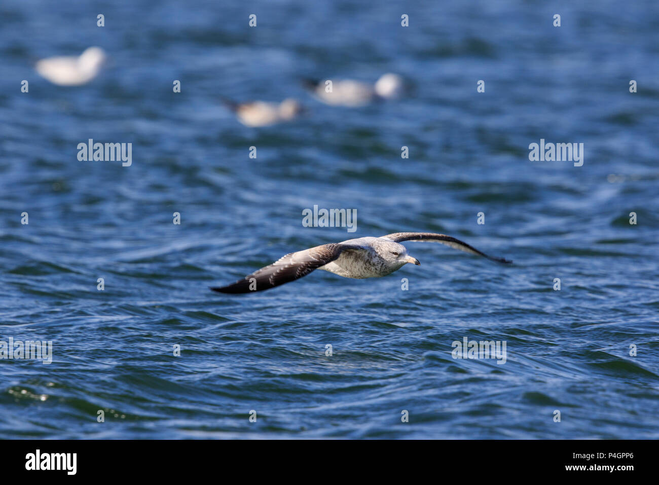 Bull ring-billed juvénile (Larus delawarensis) en vol Banque D'Images