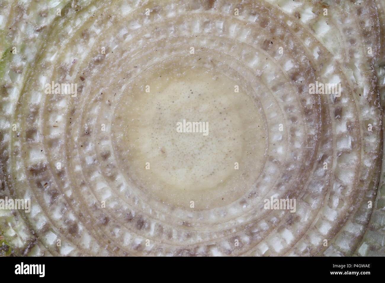 La texture de fond bananier pour la conception en toile de fond la nature dans votre travail. Banque D'Images