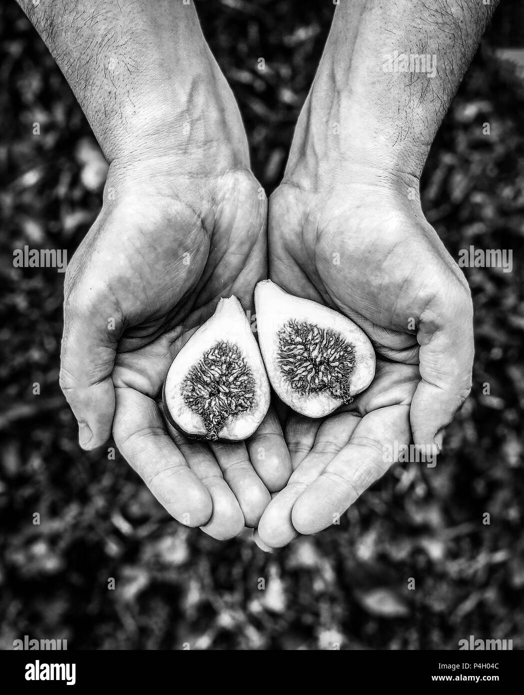 Homme tenant deux demi-figues dans son creux des mains Banque D'Images