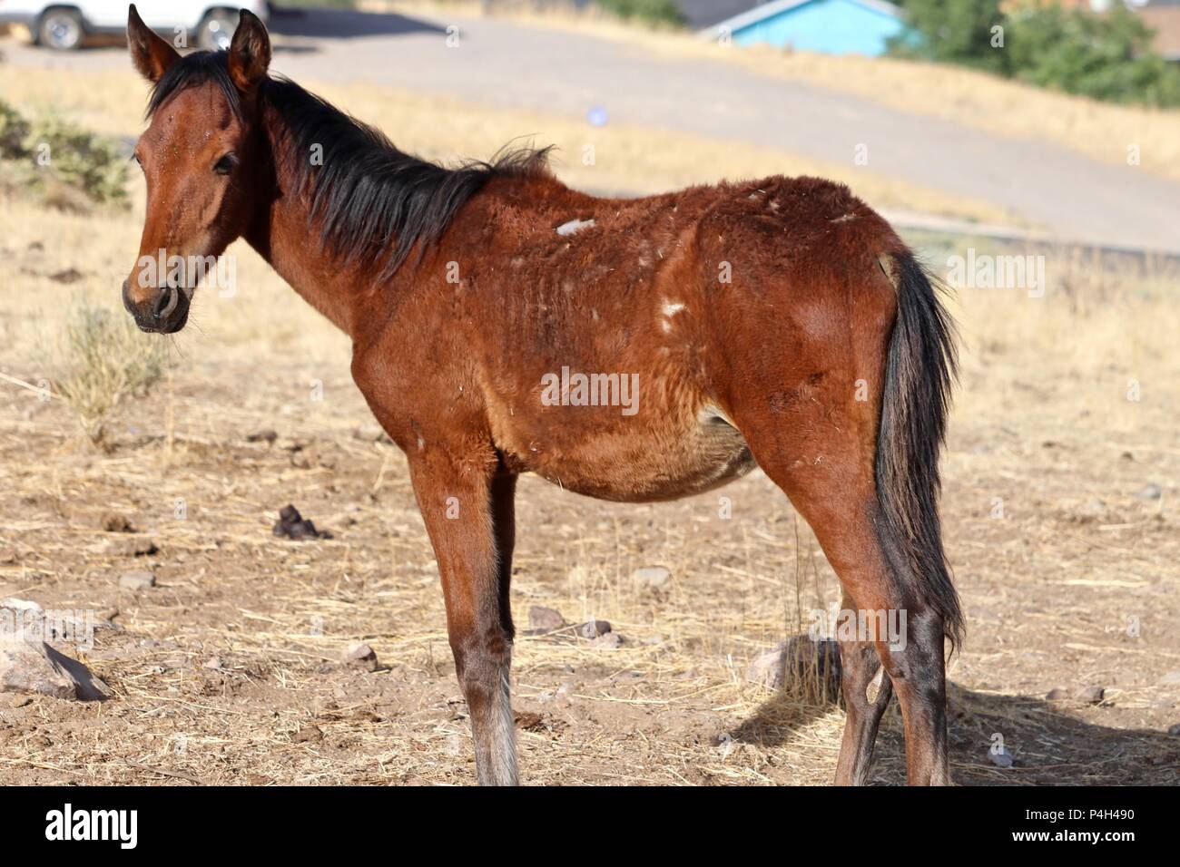 Les chevaux sauvages du Nevada, Mustang colt American wildlife Banque D'Images