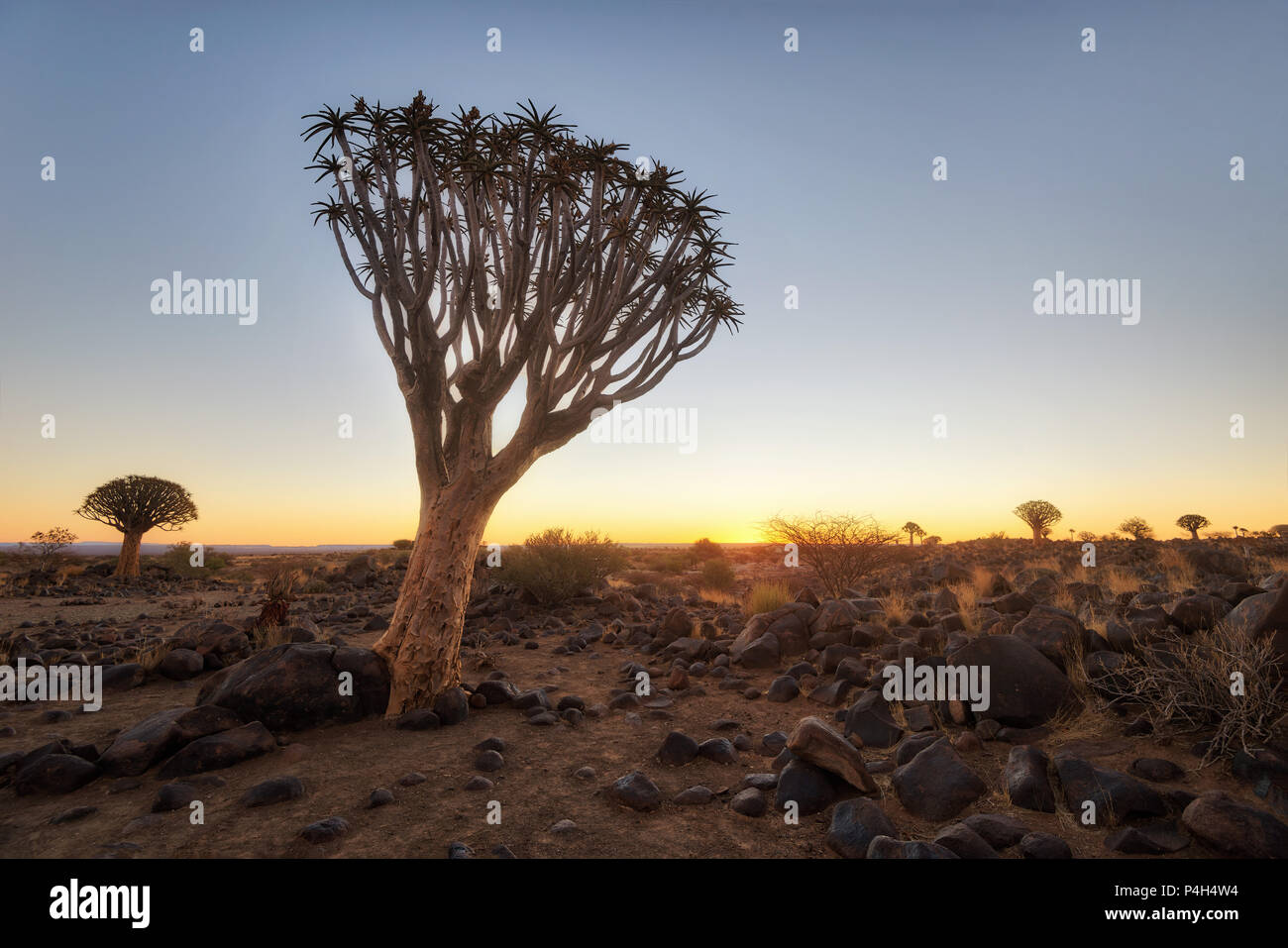 Quiver Tree Forest dans le sud de la Namibie prise en Janvier 2018 Banque D'Images