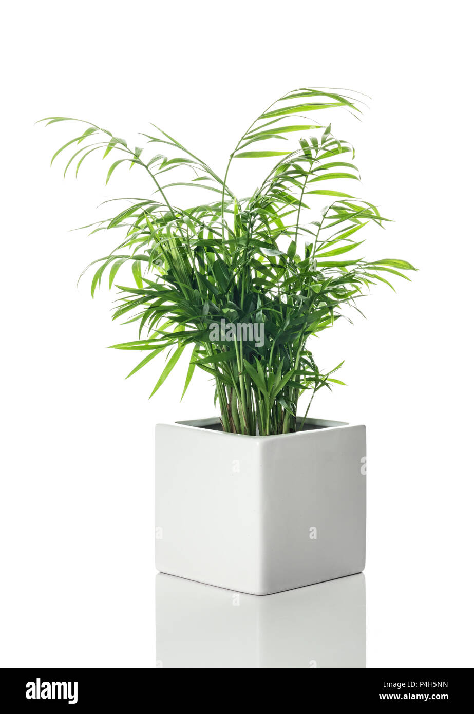 Salon de beauté à palm un pot en céramique blanc, avec la réflexion, sur fond blanc. Banque D'Images