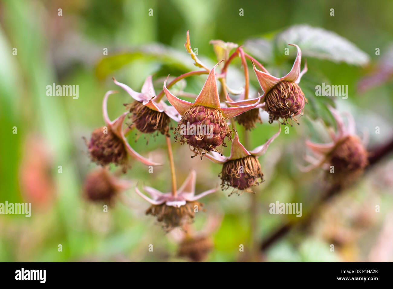 Petits fruits encore verts de la framboise dans le jardin (selective focus) Banque D'Images