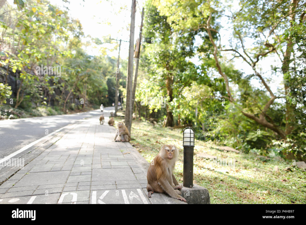 De nombreux singes mignon assis sur route en Thaïlande. Banque D'Images