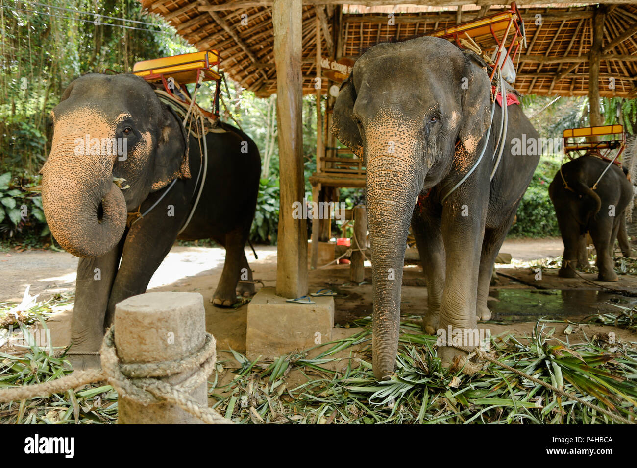 Éléphants domestiques debout avec selles et attendent les touristes. Banque D'Images