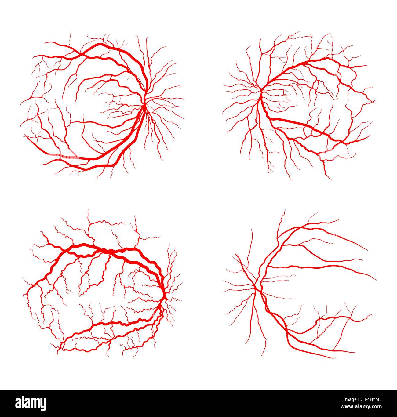 Veine de l'œil d'angiographie par rayons x système set design vector isolated on white Illustration de Vecteur