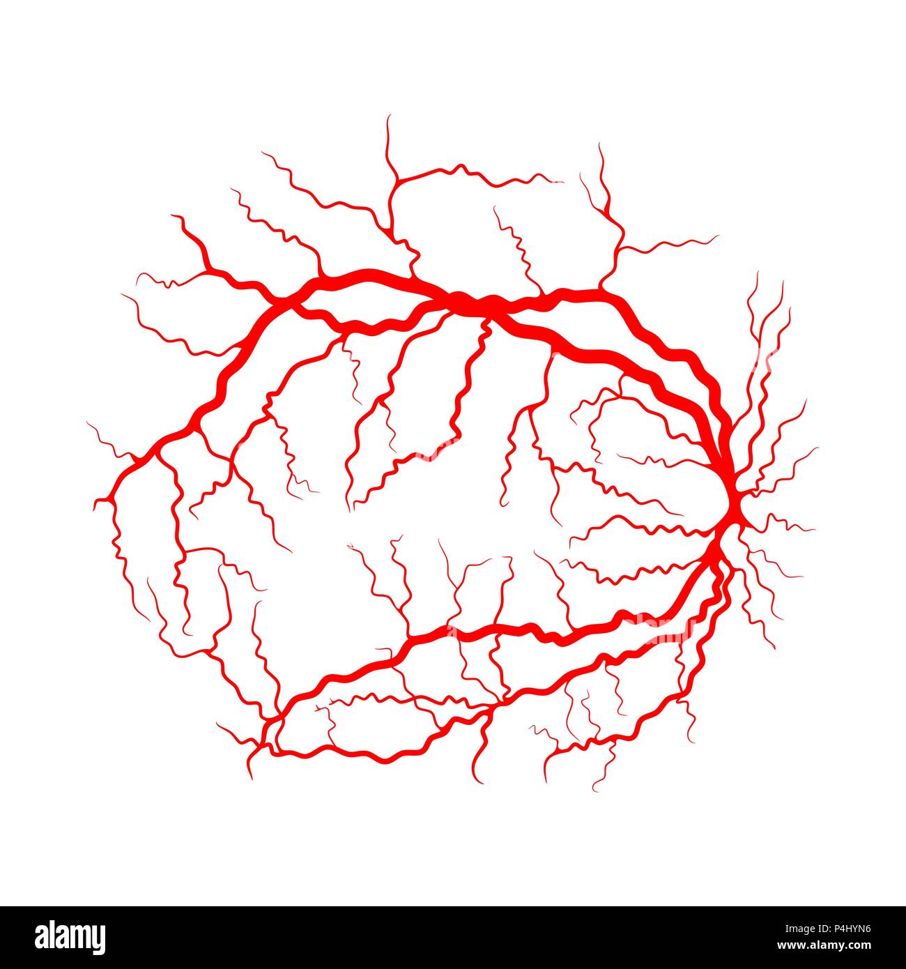 Système veineux de l'œil d'angiographie par rayons x design vector isolated on white Illustration de Vecteur