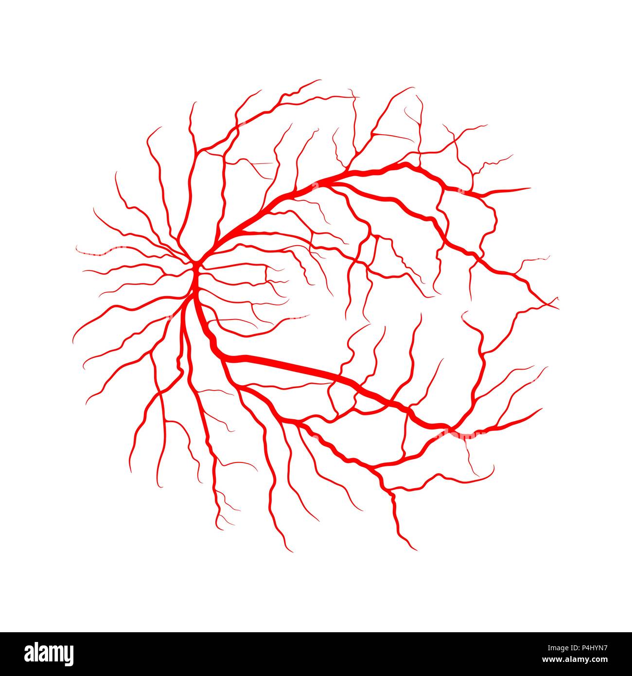 Système veineux de l'œil d'angiographie par rayons x design vector isolated on white Illustration de Vecteur