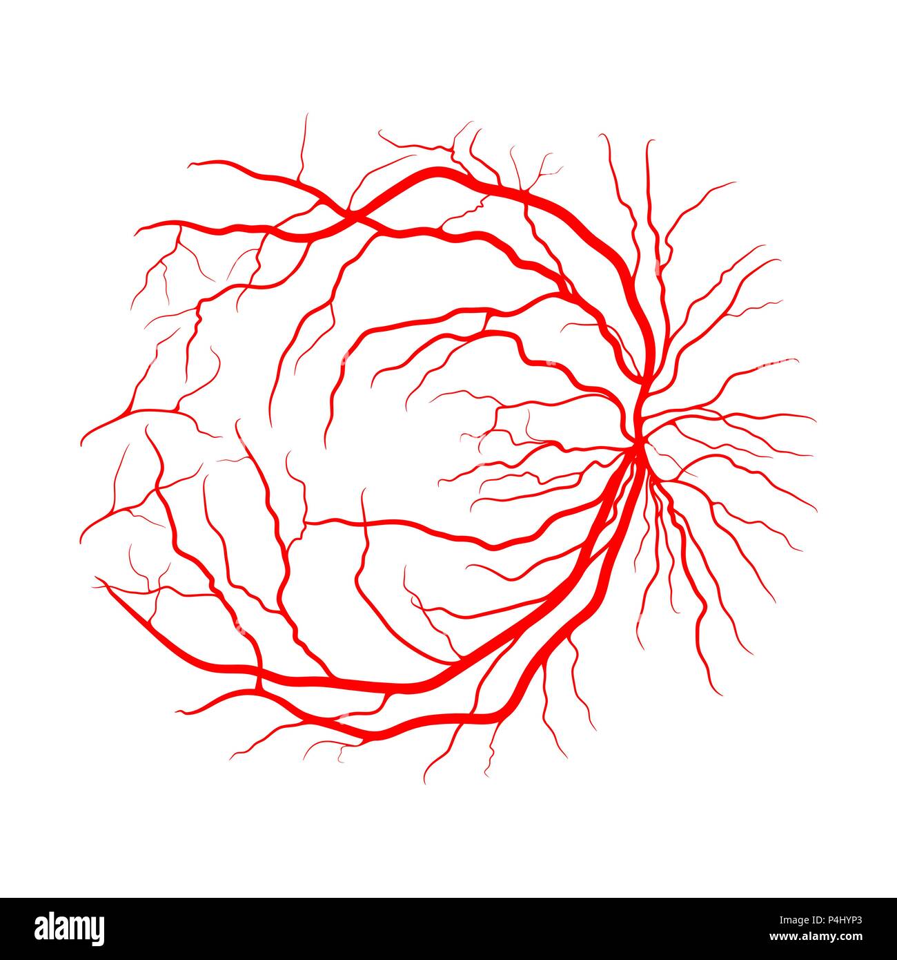 Système veineux de l'œil d'angiographie par rayons x design vector isolated on white Illustration de Vecteur