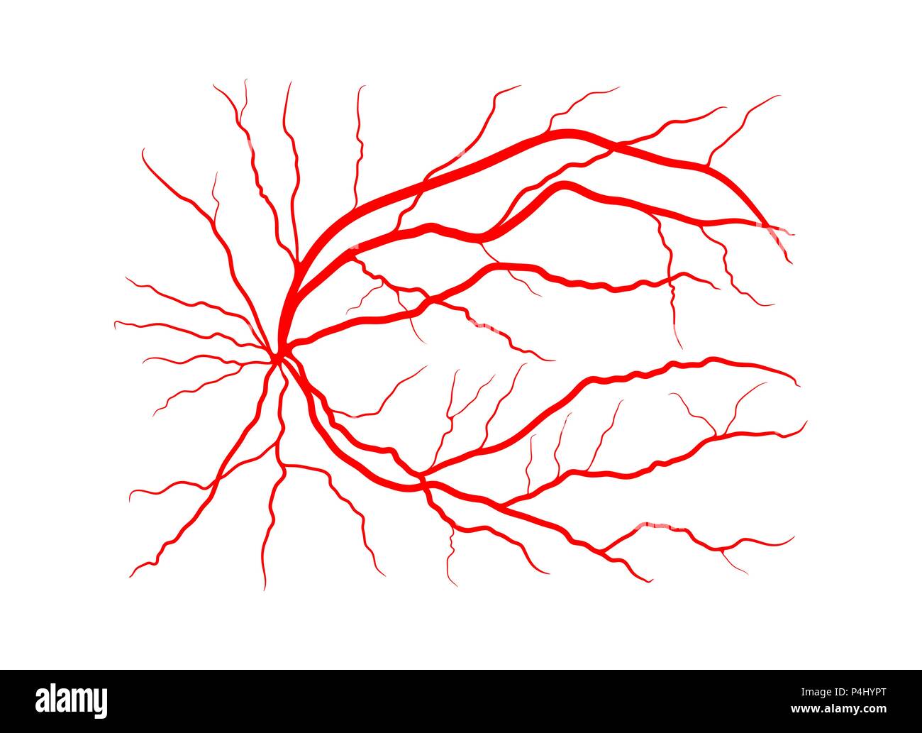 Système veineux de l'œil d'angiographie par rayons x design vector isolated on white Illustration de Vecteur