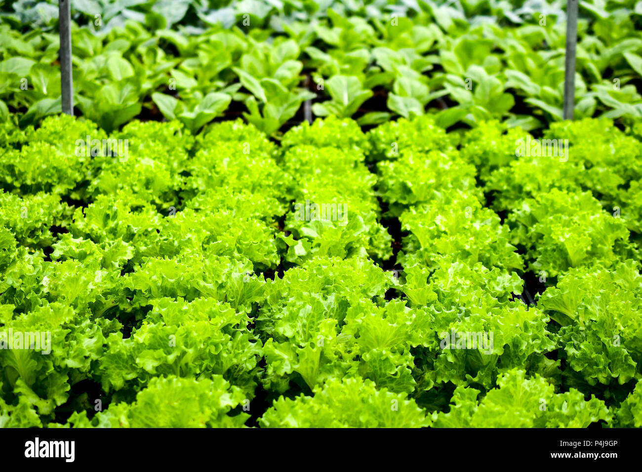 Organic agriculture verticale Banque D'Images