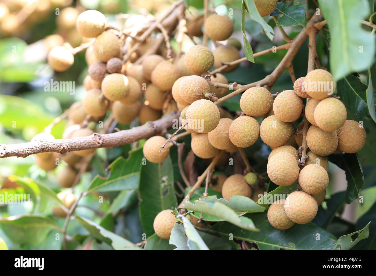 Longanes frais sur l'arbre dans le jardin de fruits fruits tropicaux,avec goût sucré de la Thaïlande. Banque D'Images