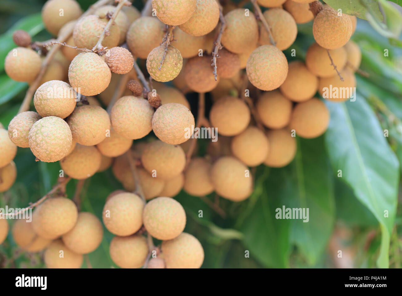 Longanes frais sur l'arbre dans le jardin de fruits fruits tropicaux,avec goût sucré de la Thaïlande. Banque D'Images