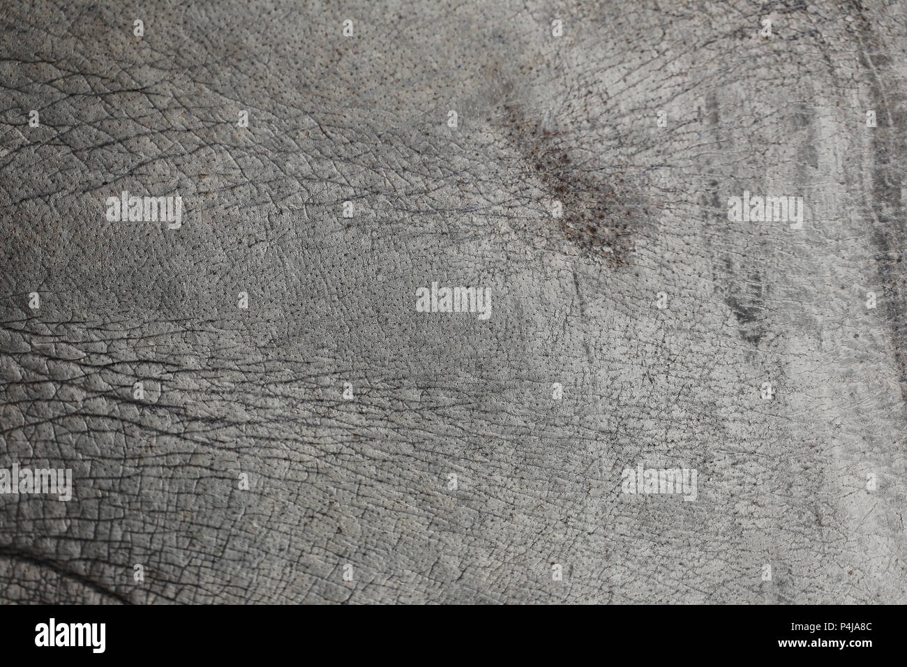 Surface de la peau en cuir d'éléphant pour l'arrière-plan dans votre travail de conception concept de texture. Banque D'Images