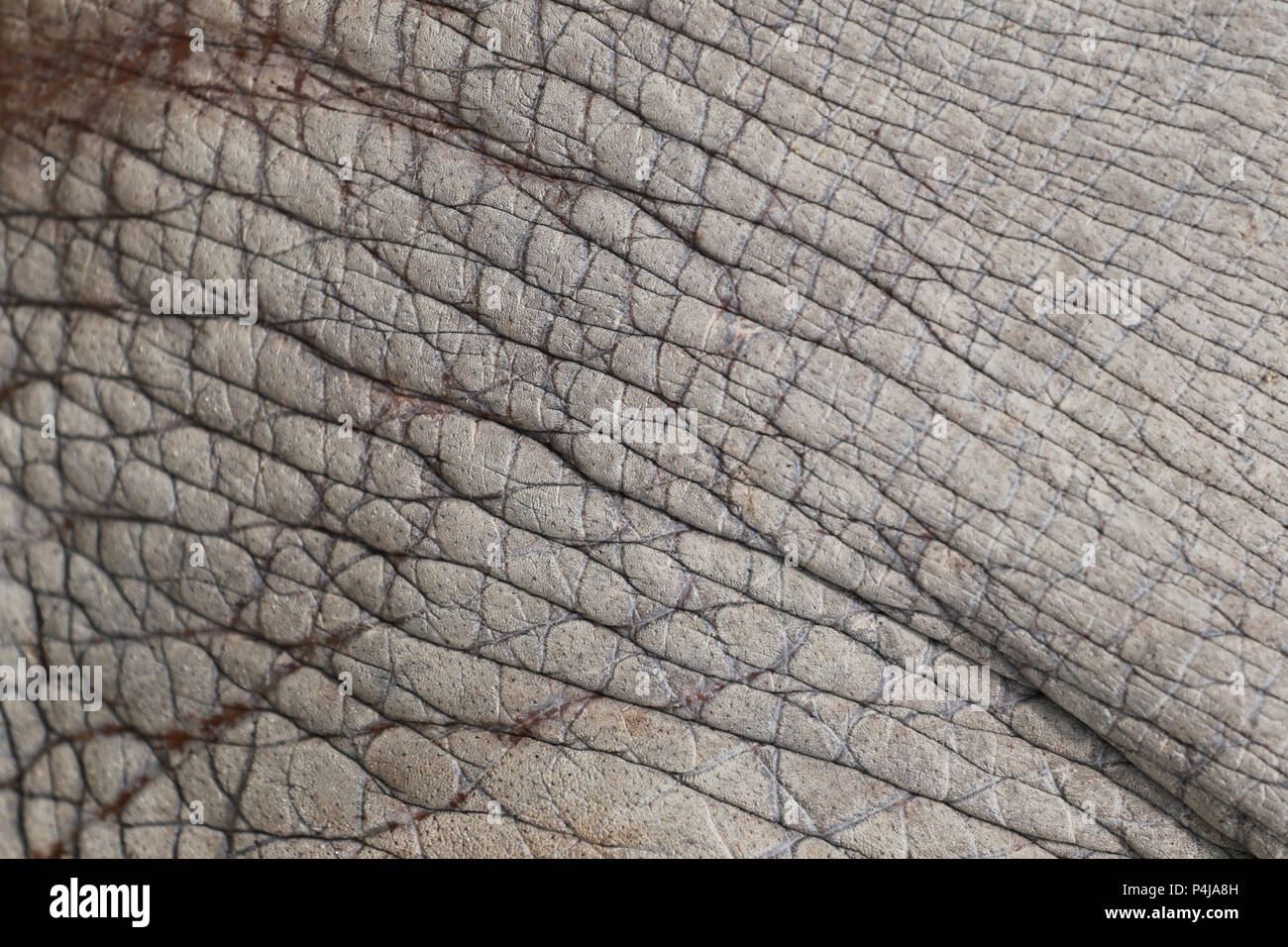 Surface de la peau en cuir d'éléphant pour l'arrière-plan dans votre travail de conception concept de texture. Banque D'Images
