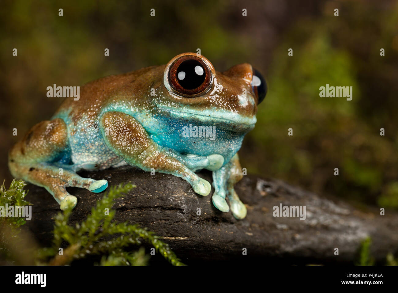 Ruby-eyed Tree Frog Banque D'Images