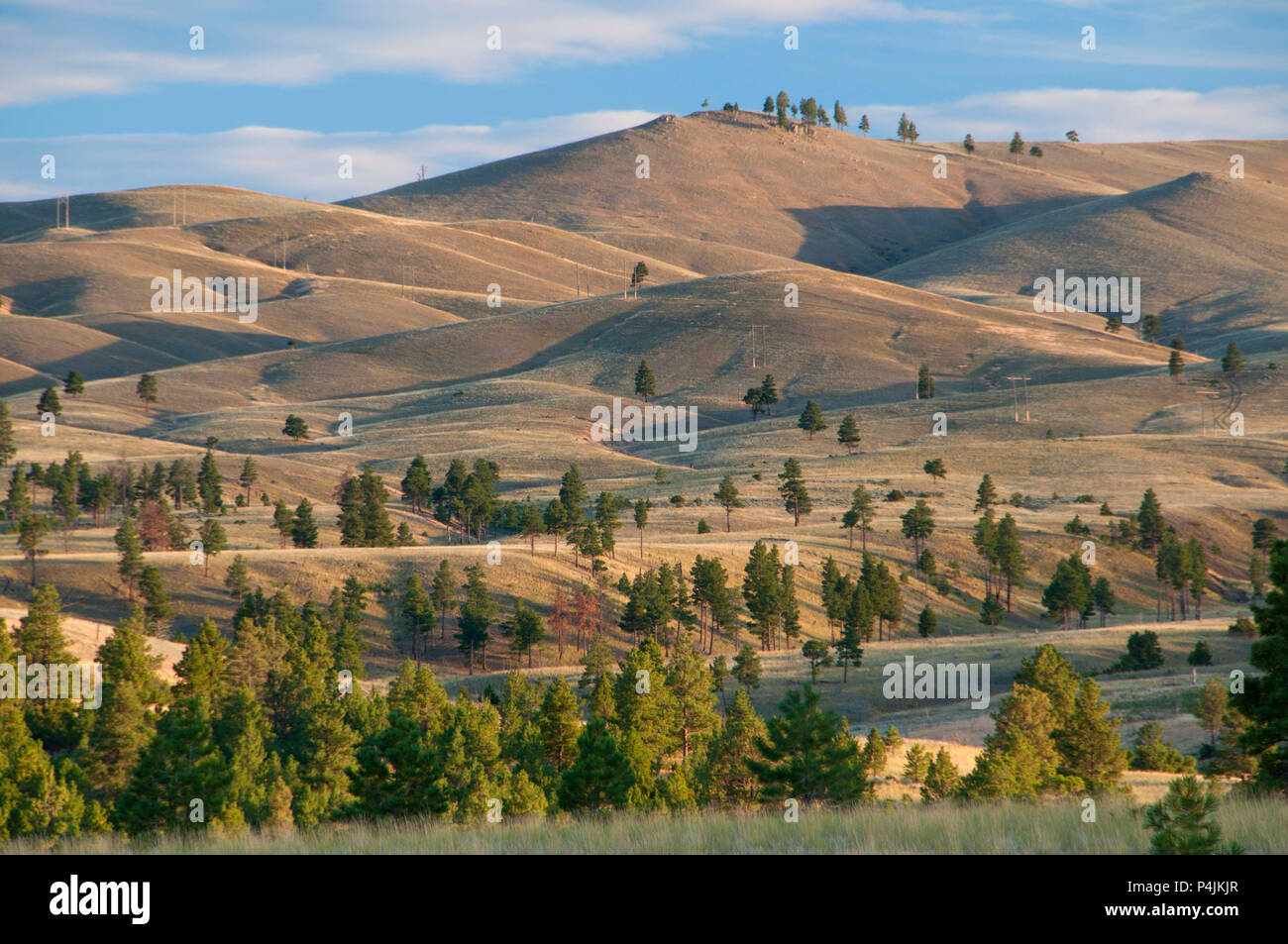 Collines herbeuses près des portes de la montagne, Lewis et Clark County, Montana Banque D'Images