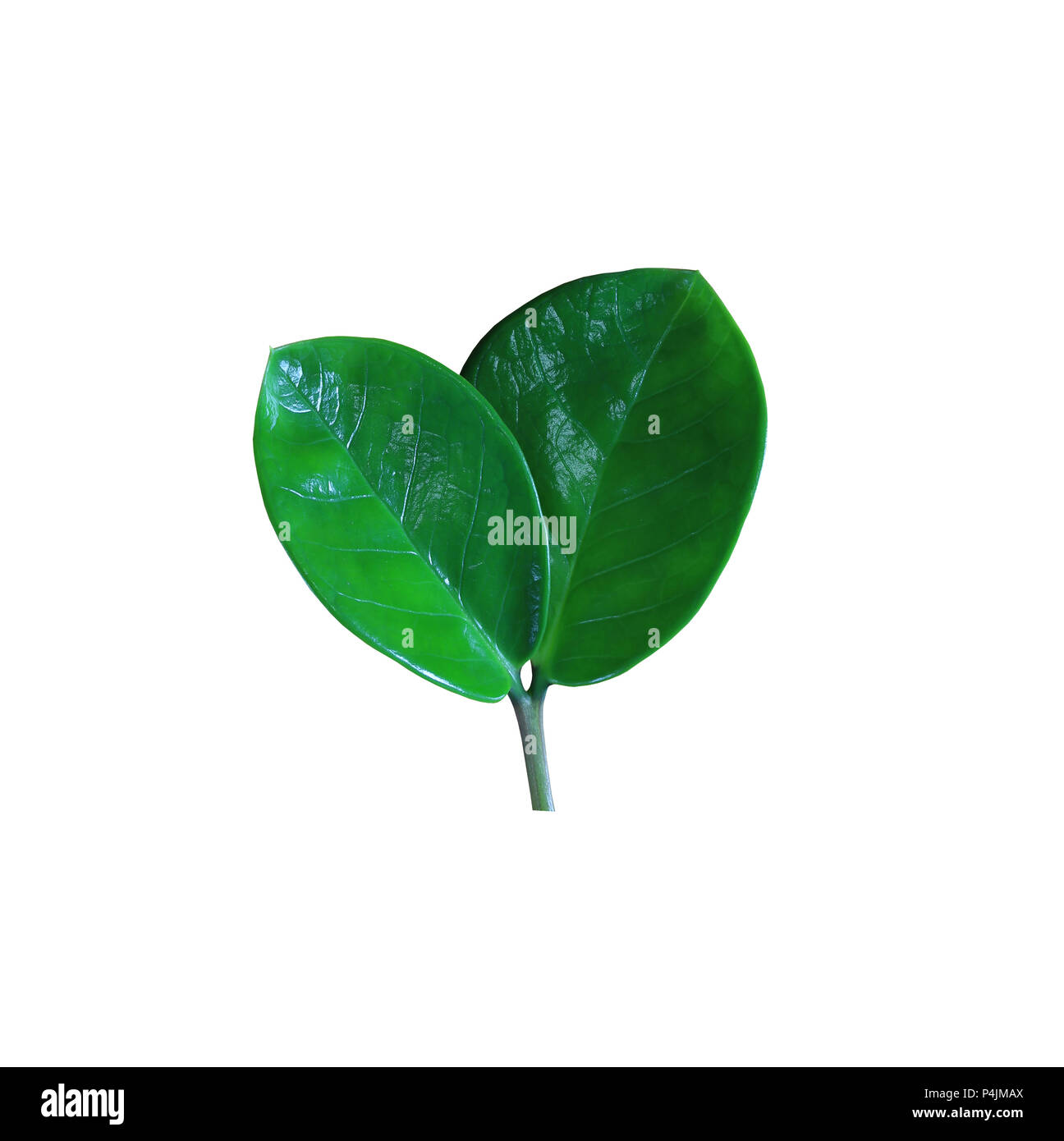 Haut de l'arbre vert isolé sur fond blanc et chemins de détourage ont pour un déploiement facile. Banque D'Images