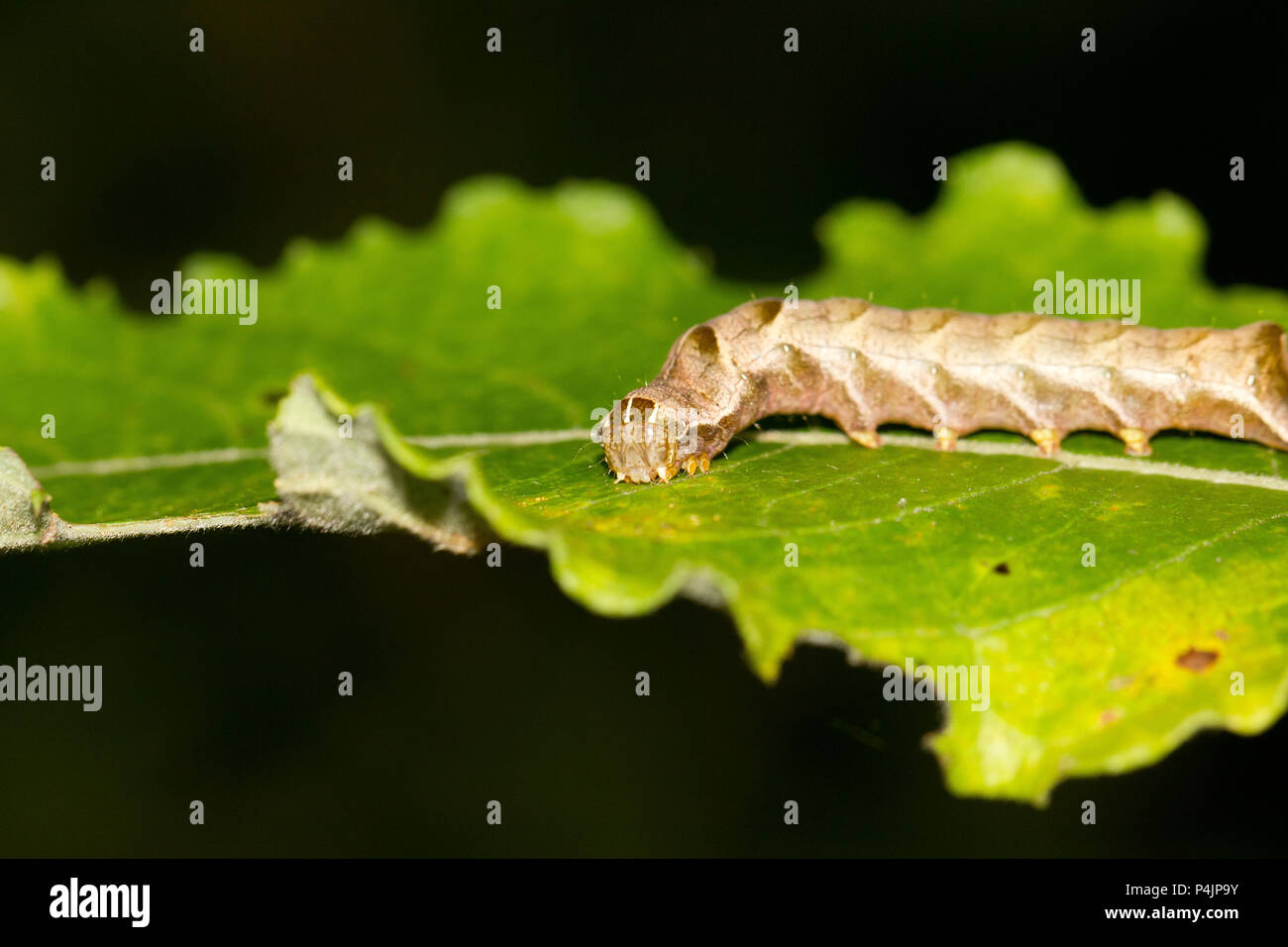 Dot moth Caterpillar Banque D'Images