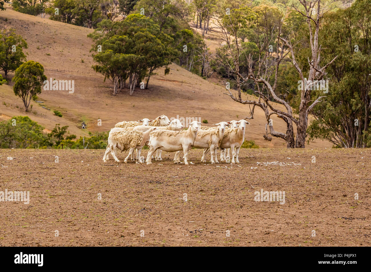 La laine de mouton Dorper leur excrétion dans la haute vallée de l'Hunter, NSW, Australie. Banque D'Images