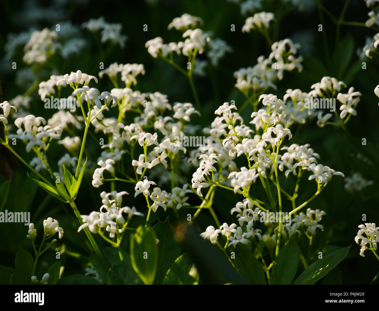 Nuage de petites fleurs blanches sweet woodruff au-dessus du feuillage vert Banque D'Images
