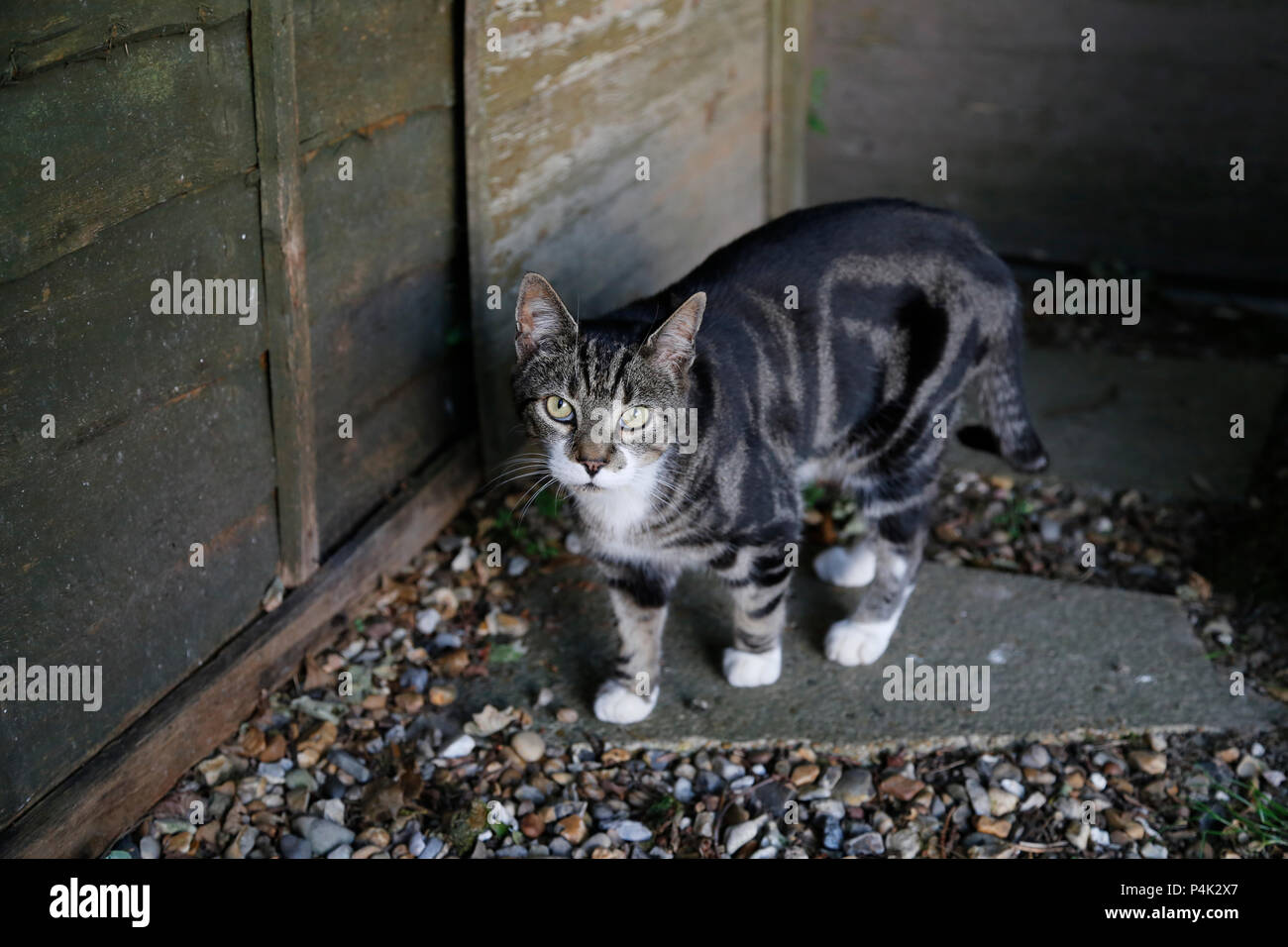 Cat dans le jardin par une clôture Banque D'Images