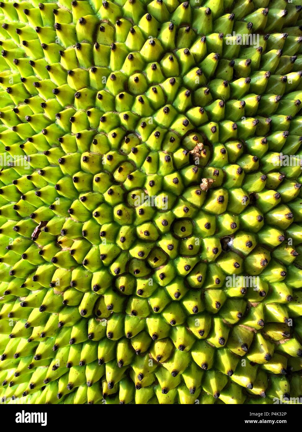 Vert-jaune verticale jaque thorn surface (arrière-plan) Banque D'Images