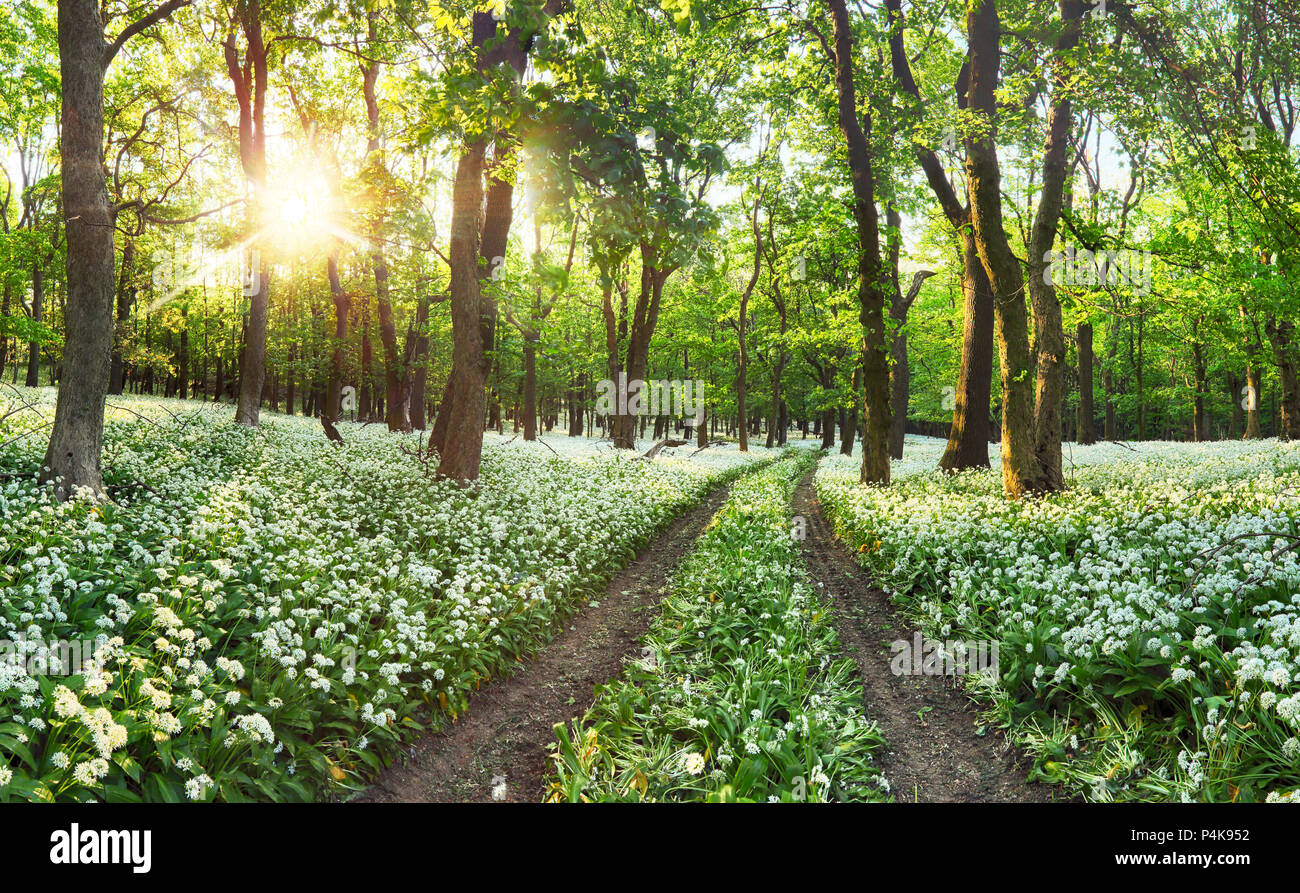 L'ail des fleurs dans la forêt Banque D'Images