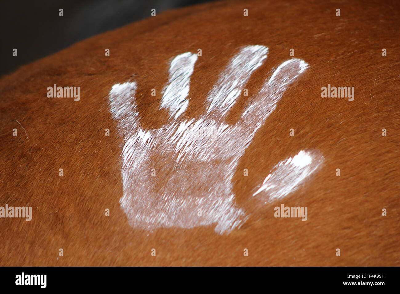 Une main peint en blanc sur la croupe d'un cheval comme les Indiens Banque D'Images