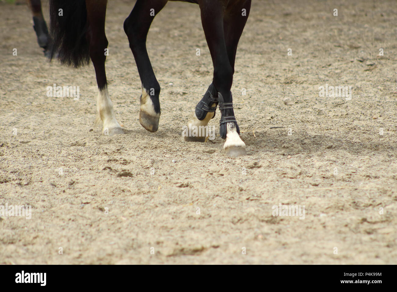 Les jambes de cheval montrant pas sur le sable avec sabots Banque D'Images