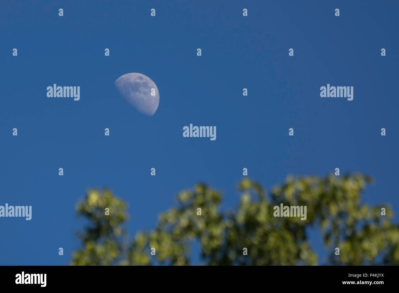La demi-lune sur un ciel clair au-dessus des arbres, Mississauga, Ontario, Canada Banque D'Images