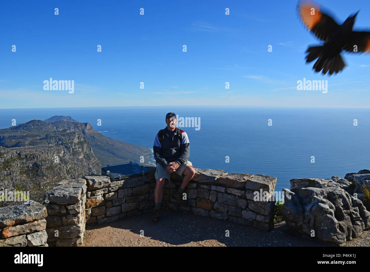 Un étourneau photobombs le tourisme photo en haut de la Montagne de la table donnent sur à Cape Town Afrique du Sud. Banque D'Images