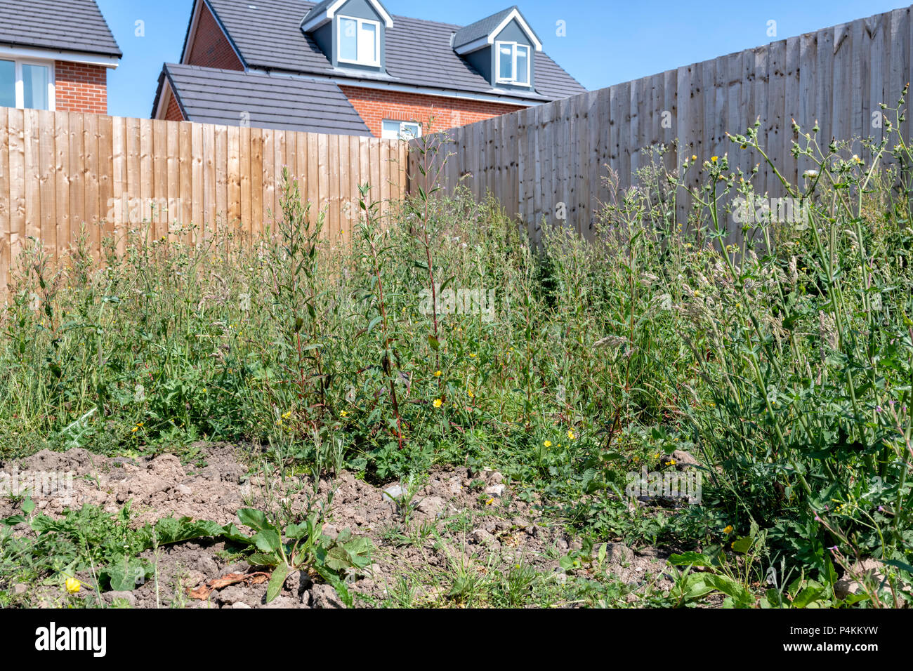 Jardin d'une maison nouvelle construction envahie par les mauvaises herbes Banque D'Images