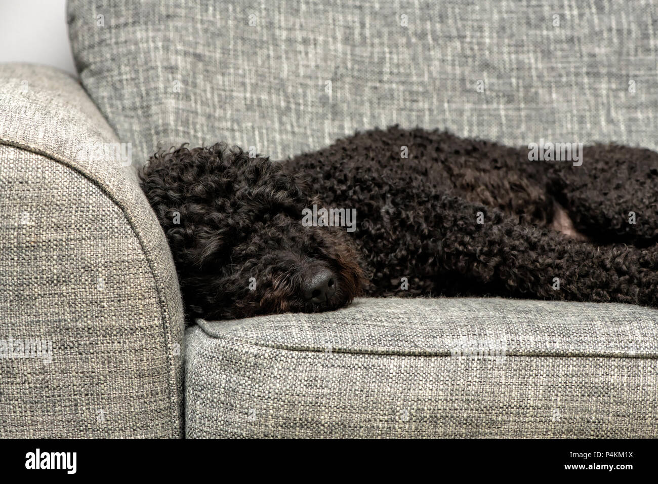 Cute black Labradoodle recroquevillé endormi sur un fauteuil gris Banque D'Images