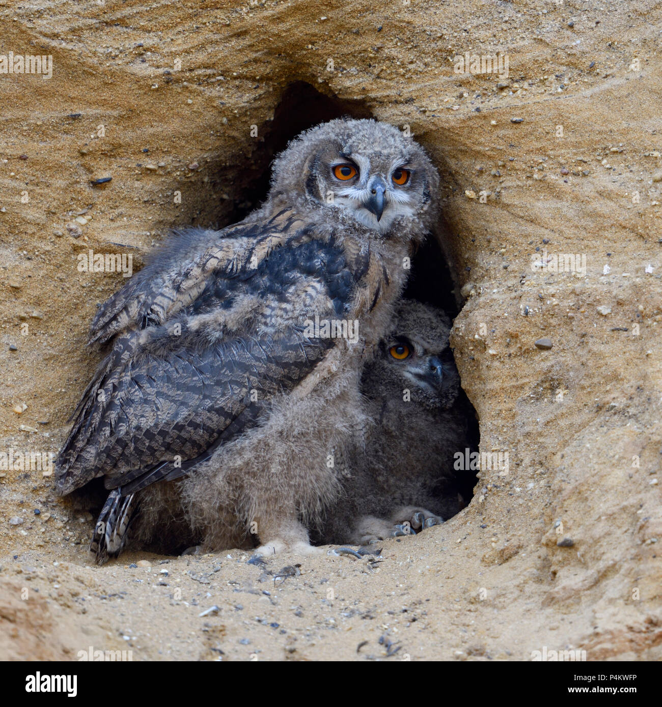 Grand hiboux / Europaeische Uhus ( Bubo bubo ), owlets, à côté de l'autre dans l'entrée de leur site de nidification, la faune, l'Europe. Banque D'Images