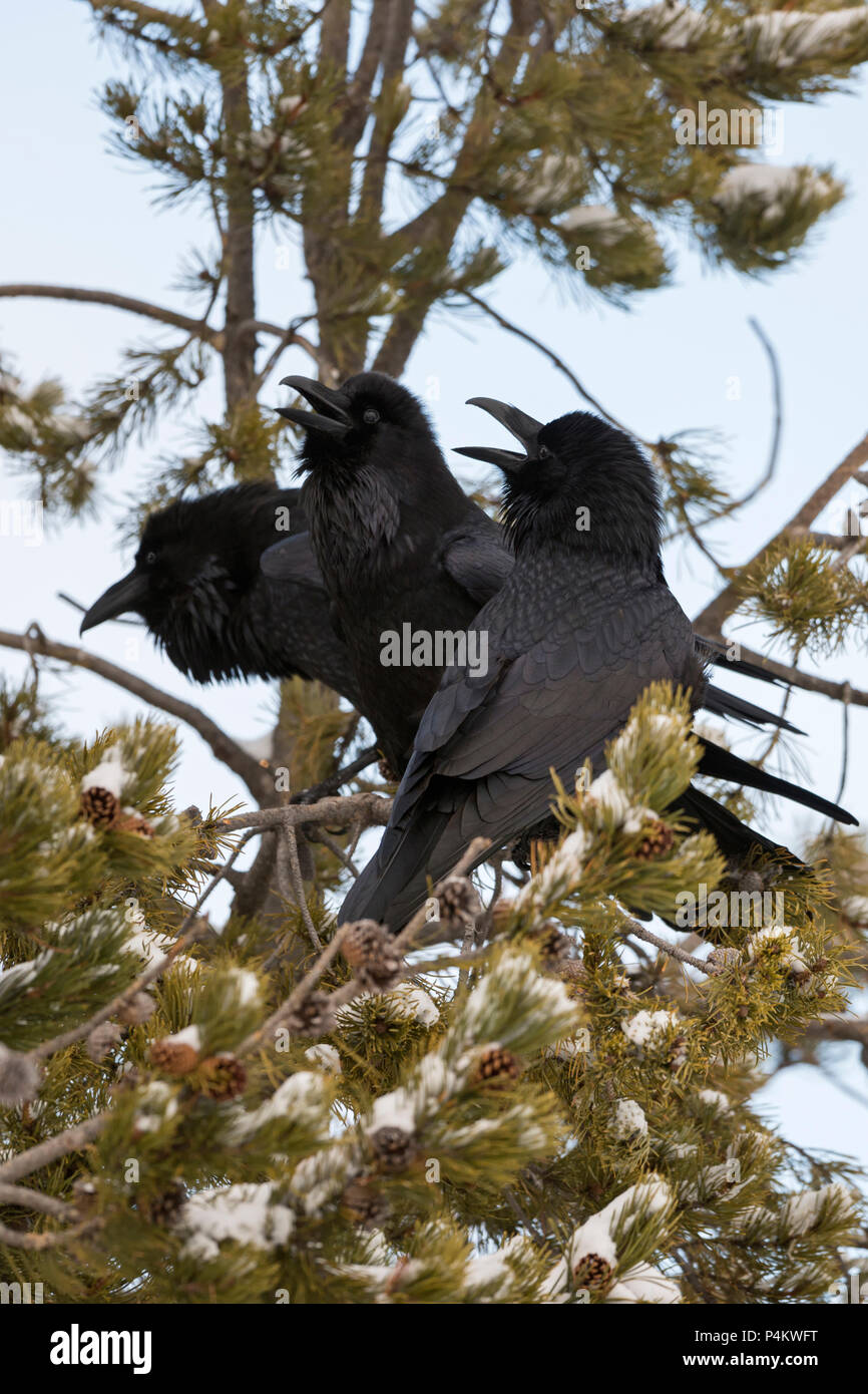 Grand Corbeau Corvus corax / Kolkraben ( ) en hiver, perché dans un arbre conifère, appelant bruyamment, montrant le comportement de cour, d'interaction, un Yellowstone Banque D'Images
