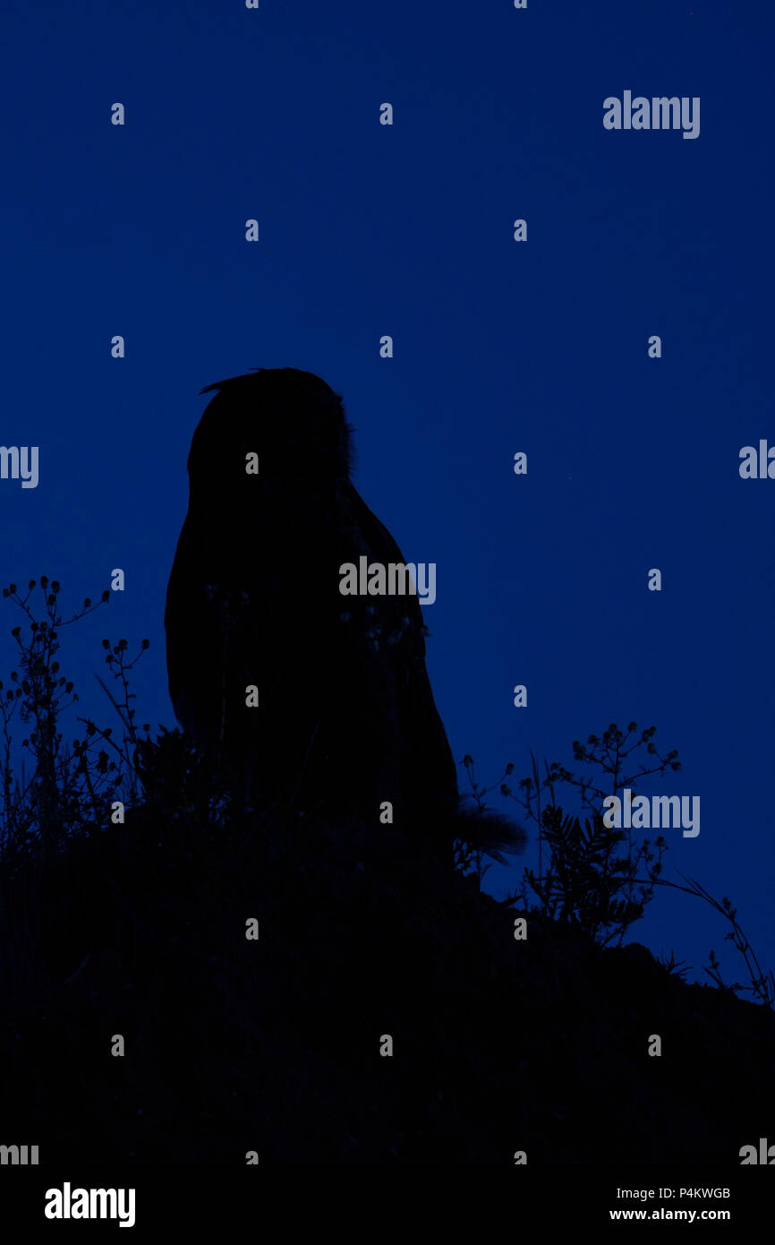 Grand / Owl Bubo bubo Europaeischer Uhu ( ) la nuit, perché sur le bord d'une fosse de sable, silhouetté contre le ciel bleu foncé, de la faune, de l'Europe. Banque D'Images