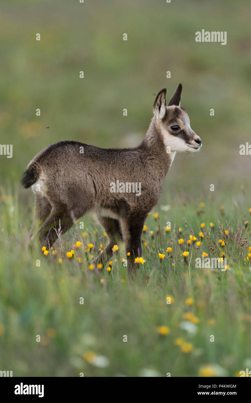 Gaemse Chamois Rupicapra Rupicapra Mignon Faon Jeune Bebe Animal Debout Dans Une Prairie Alpine A Regarder Pour Ses Parents L Europe Photo Stock Alamy Gaemse Chamois Rupicapra Rupicapra Mignon Faon Jeune Bebe Animal Debout Dans Une Prairie Alpine A Regarder Pour Ses Parents L Europe Photo Stock Alamy