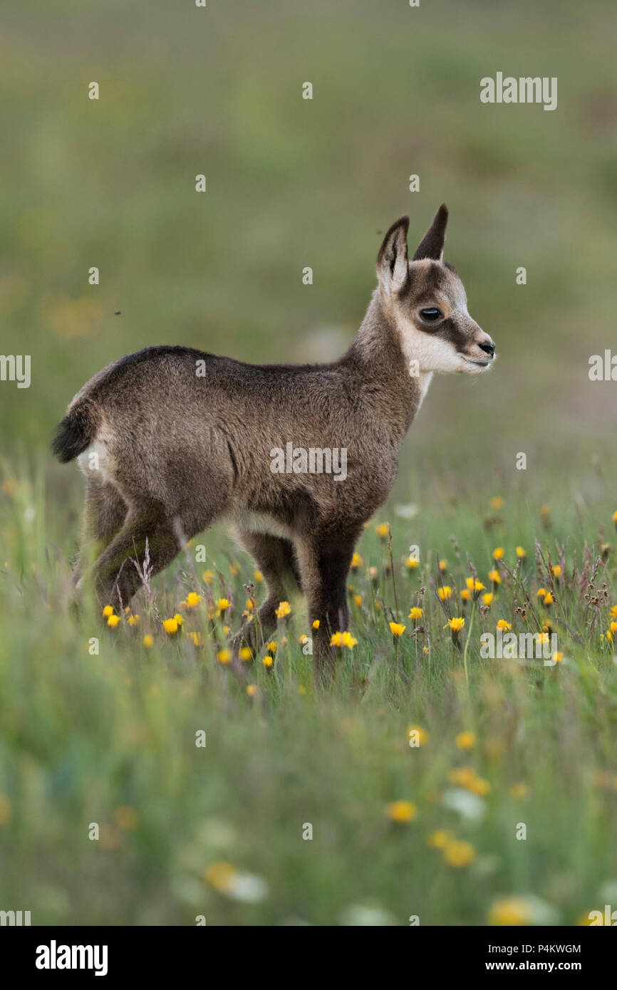 Gaemse / Chamois Rupicapra rupicapra ( ), mignon faon, jeune bébé animal, debout dans une prairie alpine, à regarder pour ses parents, l'Europe. Banque D'Images