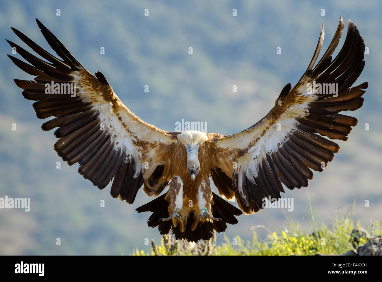 Vautour fauve - Gyps fulvus, grande tête de vautour blanc brun Ancien monde et l'Afrique. Banque D'Images